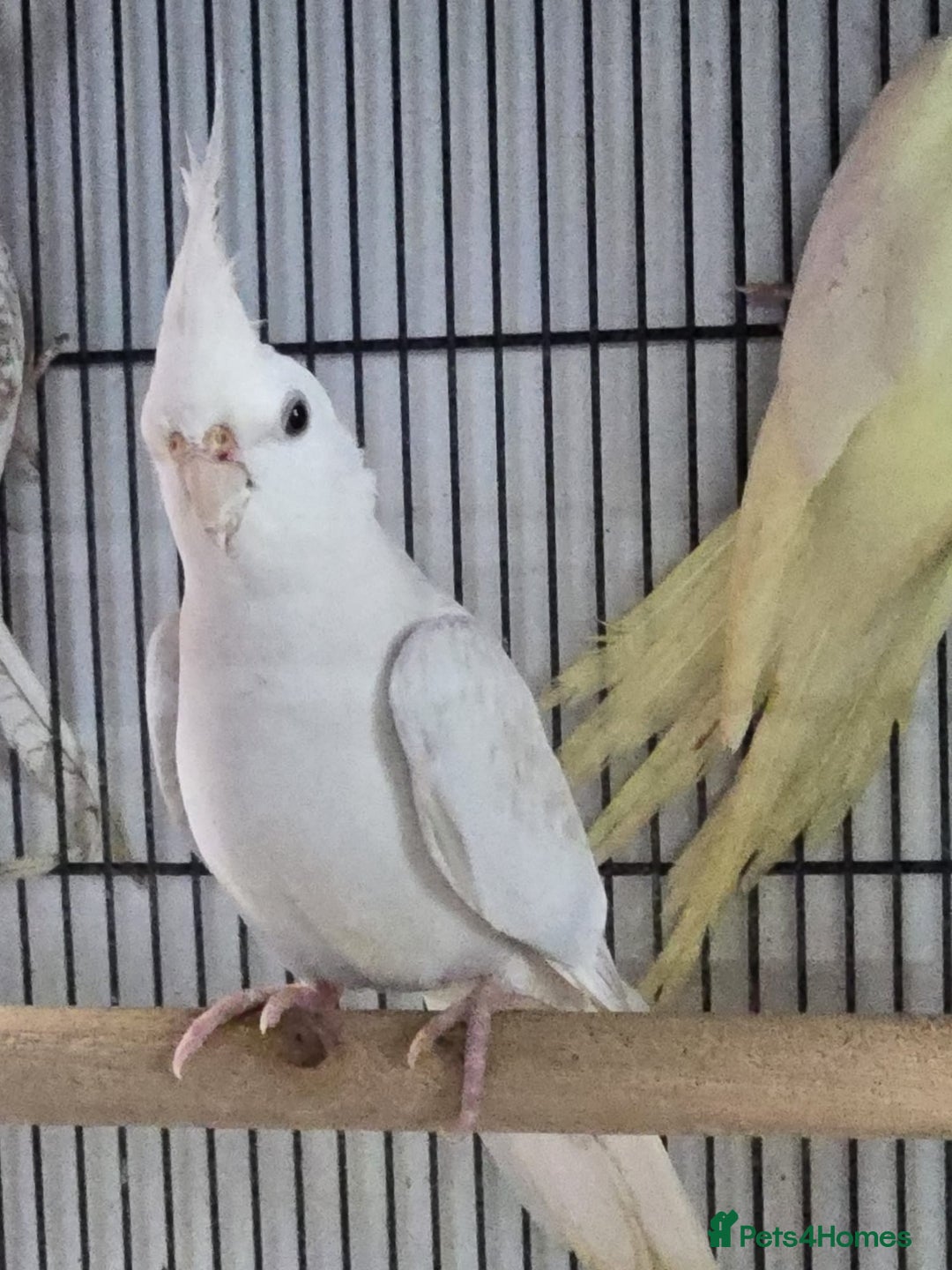 Cockatiels birds for sale: Young avairy Bred cockatiels  - Image 5