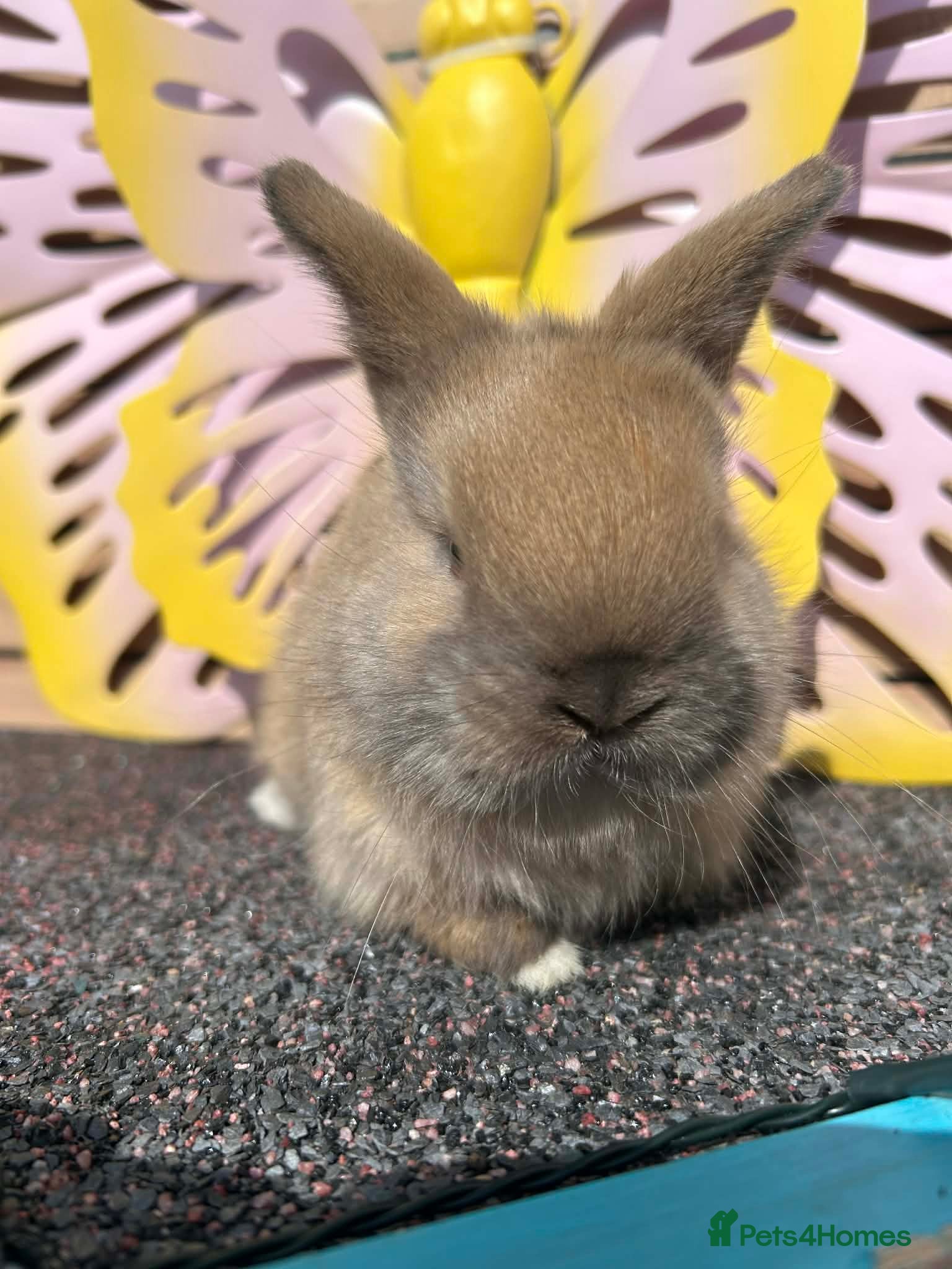 Lionhead rabbits for sale: Pure breed Lionhead  - Advert 1