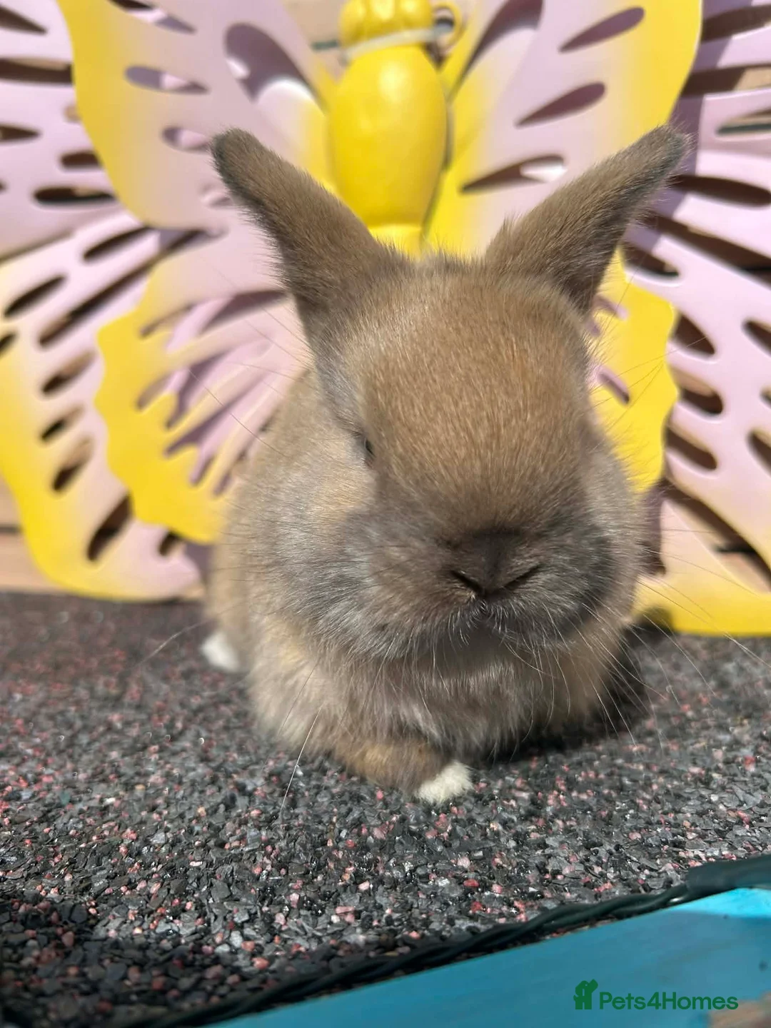Lionhead rabbits for sale: Pure breed Lionhead  - Advert 1