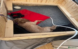 Cavapoo dogs for sale: Gorgeous Cavapoo Girl looking for loving home - Image 2