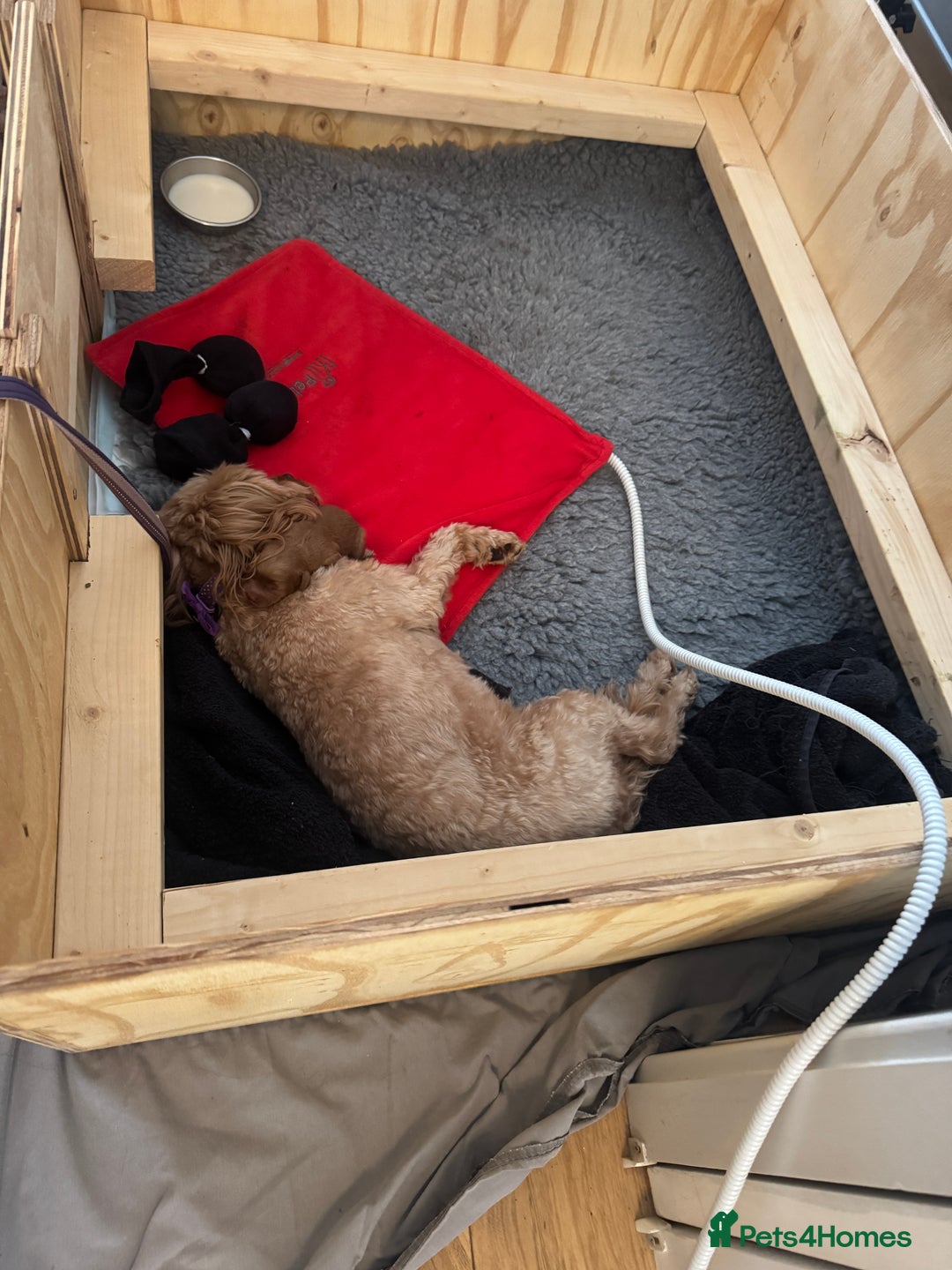 Cavapoo dogs for sale: Gorgeous Cavapoo Girl looking for loving home - Image 2