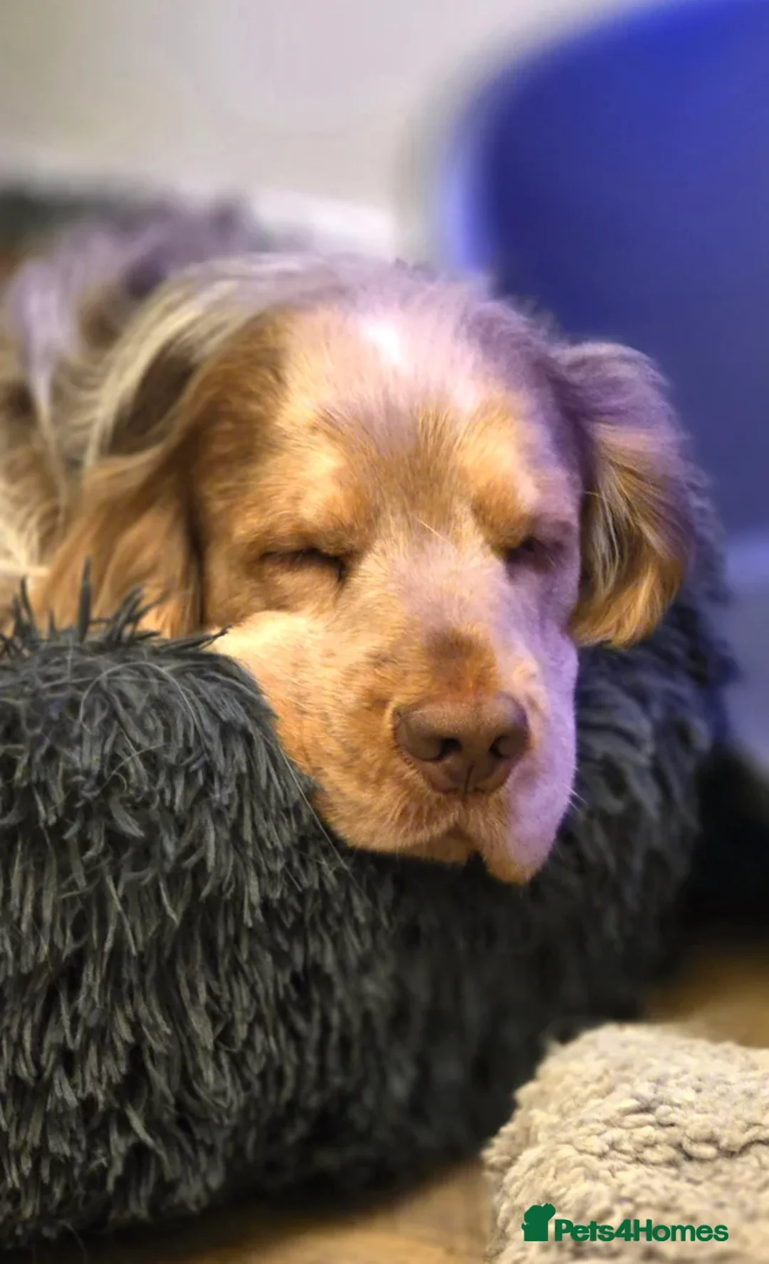 Cocker Spaniel dogs for stud: Proven Cocker Spaniel Stud – Sable Roan - Advert 2