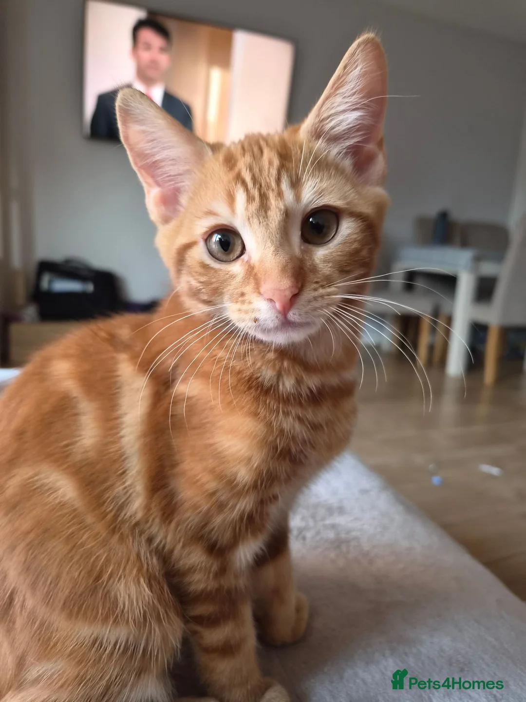 Mixed Breed cats for sale: 3 male ginger kittens ready for rehoming in Kidderminster - Advert 2