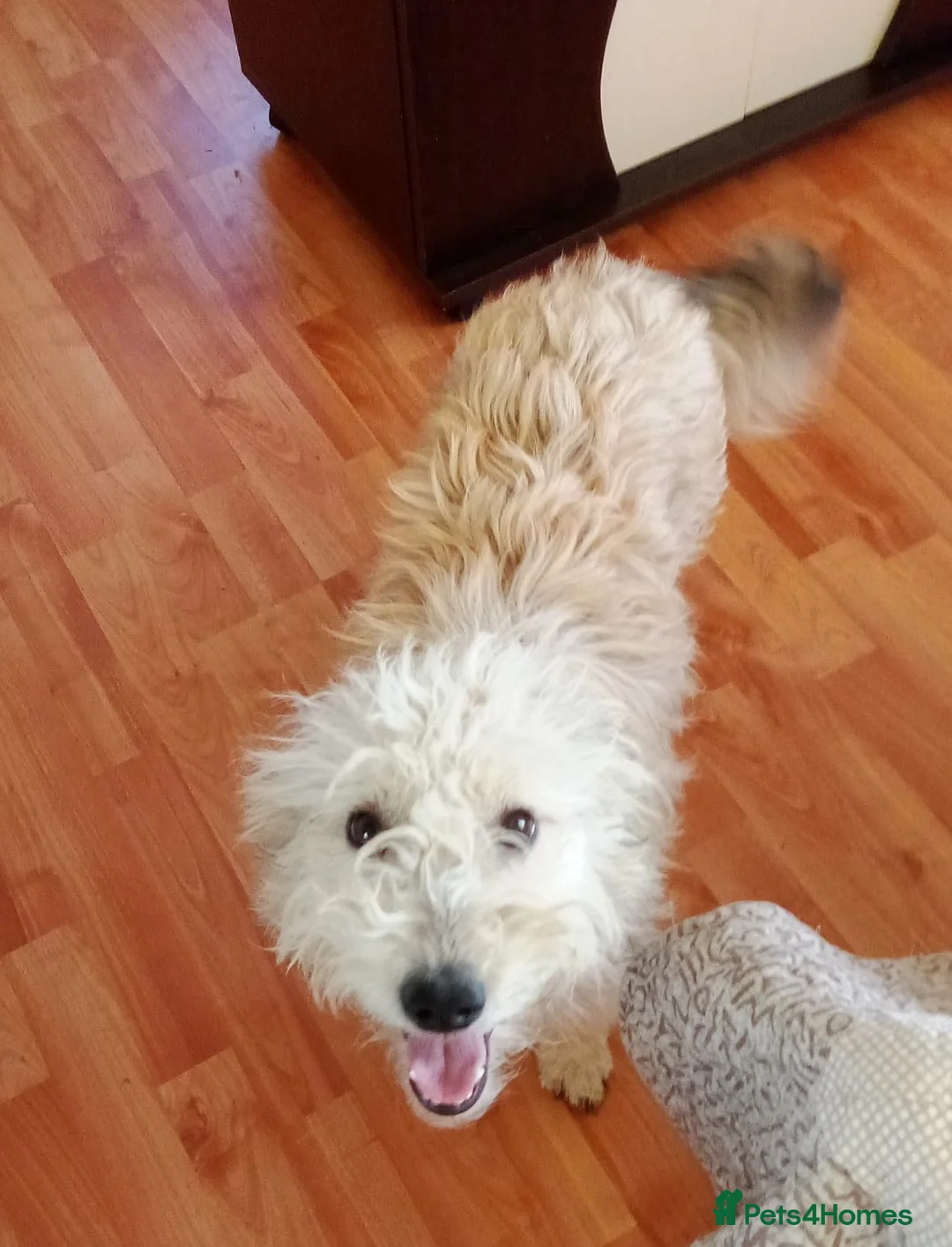 Mixed Breed dogs for adoption: ❄️SNOW-DROP❄️ - a gentle soul with a hopeful heart - Advert 8