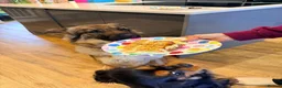 German Shepherd dogs for sale: Gentle 2 year old SPAYED German Shepherd in Exeter - Advert 4