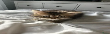 Persian 4
