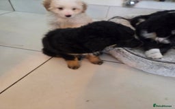 Bordoodle dogs for sale: Bordoodle pups - Advert 12