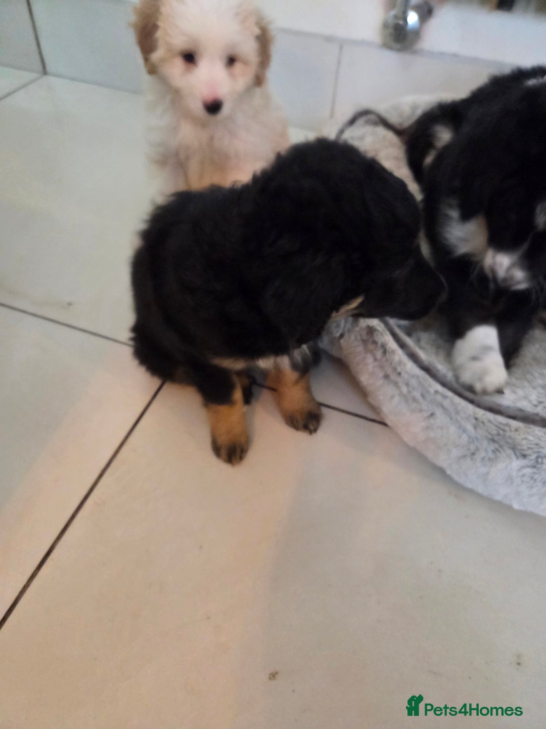 Bordoodle dogs for sale: Bordoodle pups - Advert 12