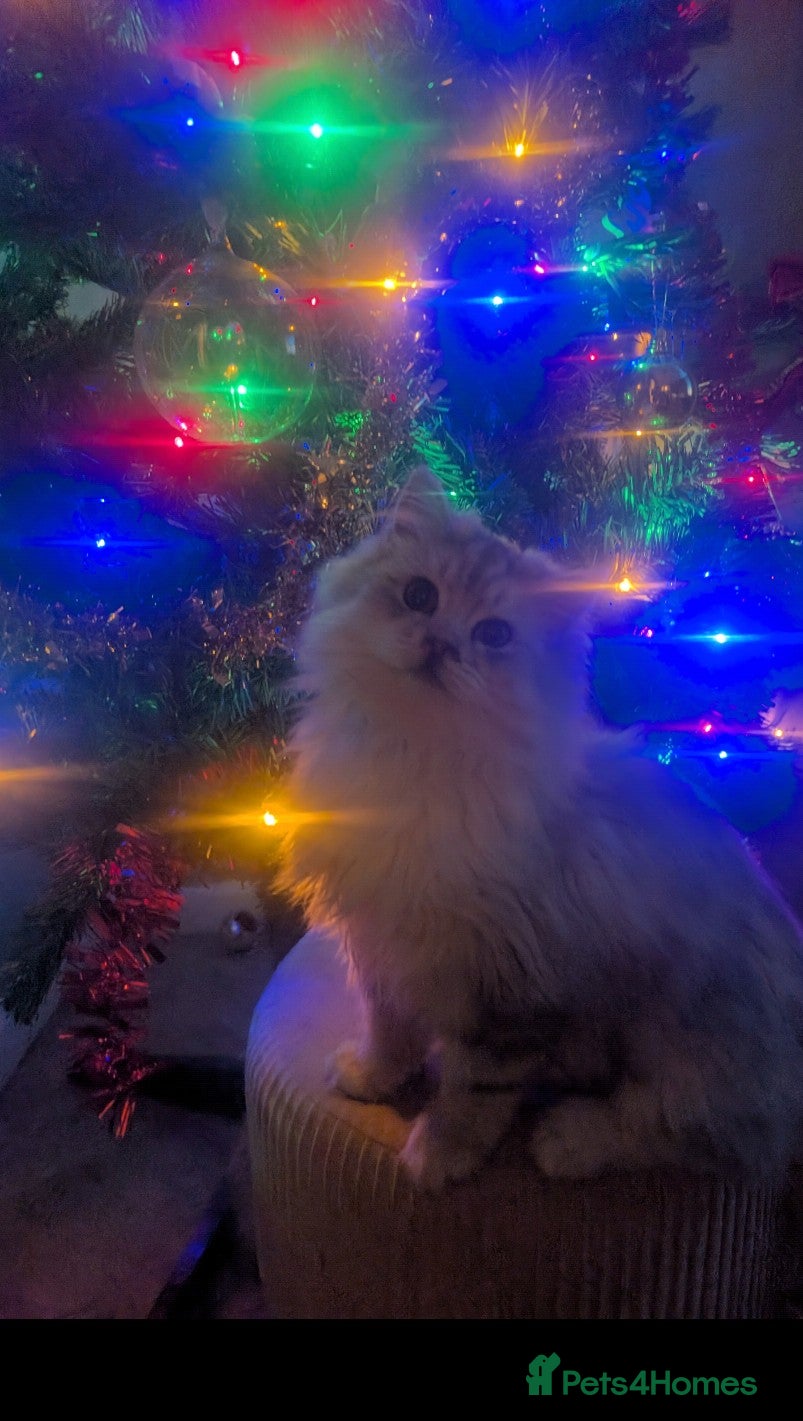 Perdoll cats Gorgeous rare Ragdolls cross Persians❤️ - Advert 1