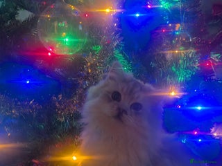 Perdoll cats Gorgeous rare Ragdolls cross Persians❤️ - Advert 1