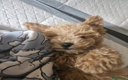 Maltipoo dogs for sale: Gorgeous 3 month old Maltipoo boy 🐶🥰 - Image 8