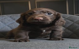 Cocker Spaniel dogs for sale: Cocker Spaniel Puppies Ready To Go!  - Image 8