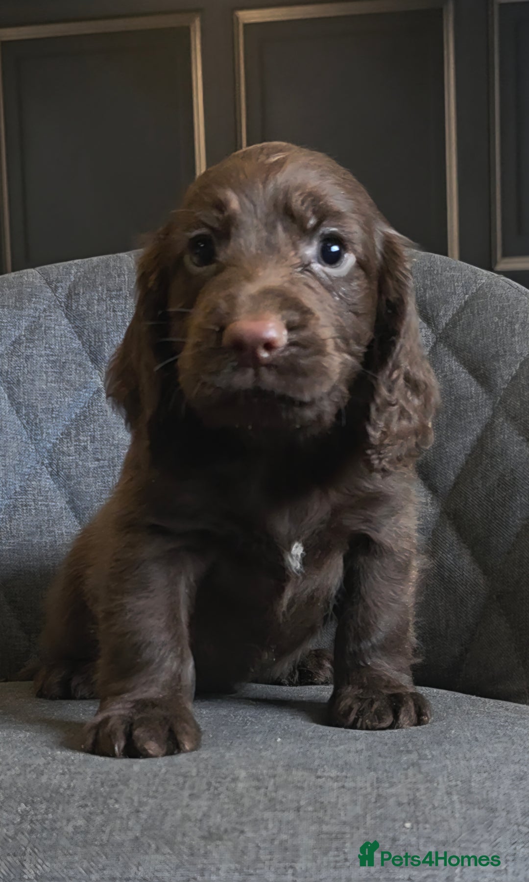 Cocker Spaniel dogs for sale: Cocker Spaniel Puppies Ready To Go!  - Image 8