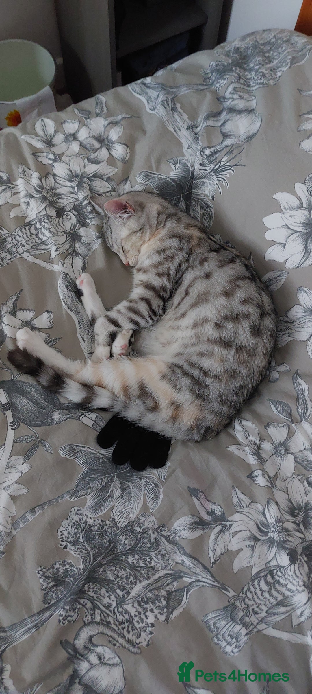 British Shorthair cats for stud: Pretty BSH looking for STUD - Image 5