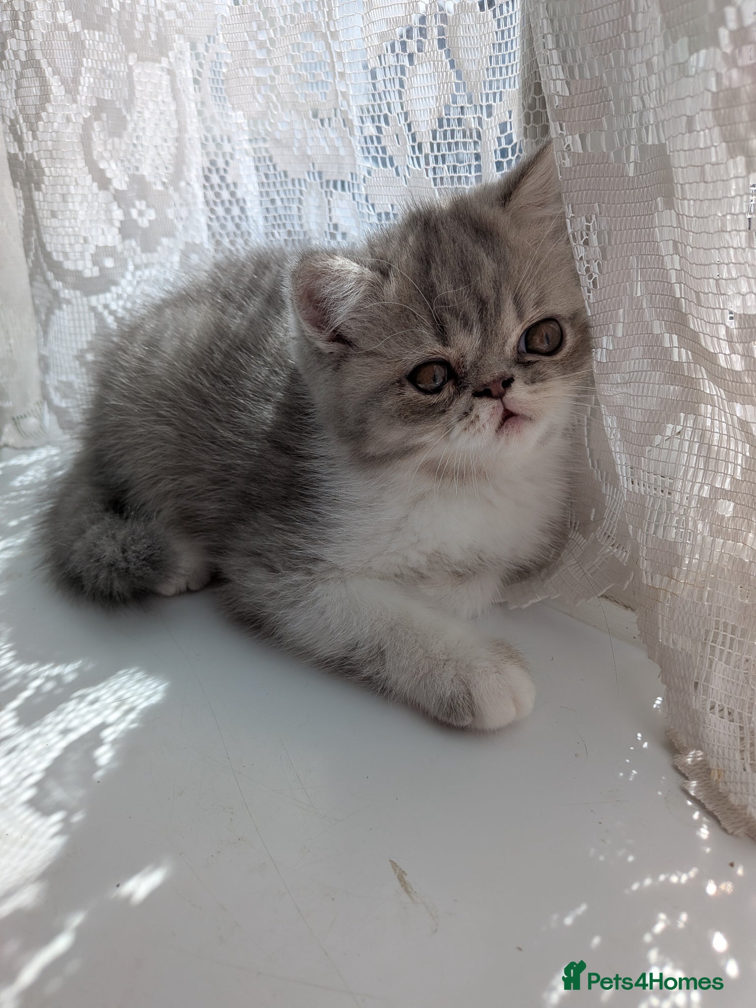Exotic cats Beautiful exotic kittens - ready now  - Advert 5
