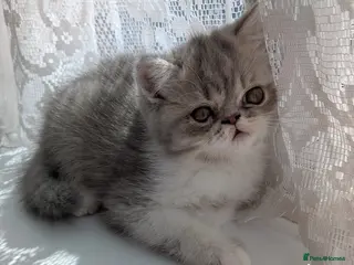 Exotic cats Beautiful exotic kittens - ready now - Advert 6
