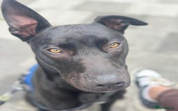 Mixed Breed dogs for sale: Reggie looking for a new loving home  - Image 4
