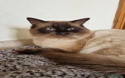 Ragdoll cats for sale: 2 CHOCOLATE RAGDOLL M/F  - Advert 2