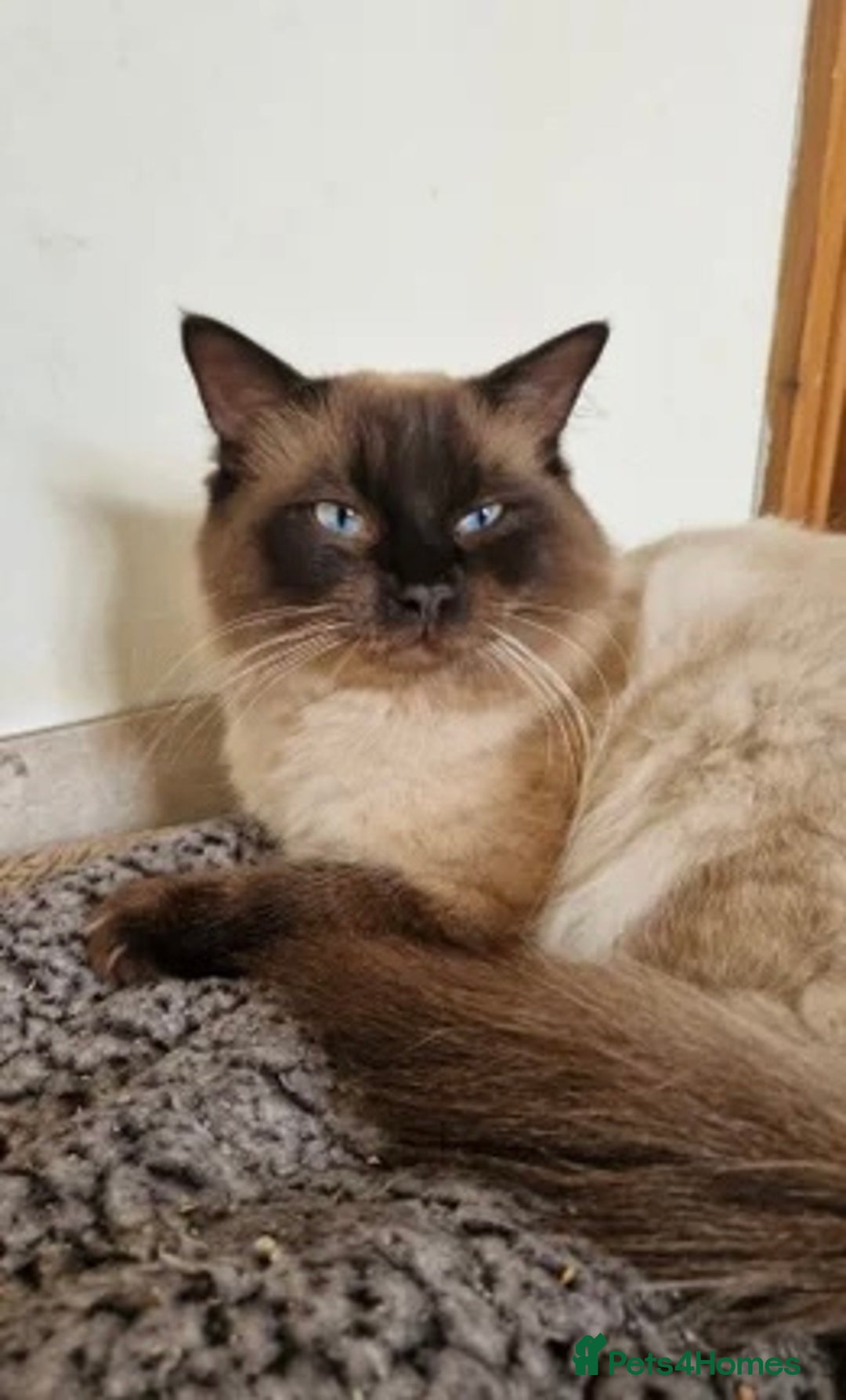 Ragdoll cats for sale: 2 CHOCOLATE RAGDOLL M/F  - Advert 2