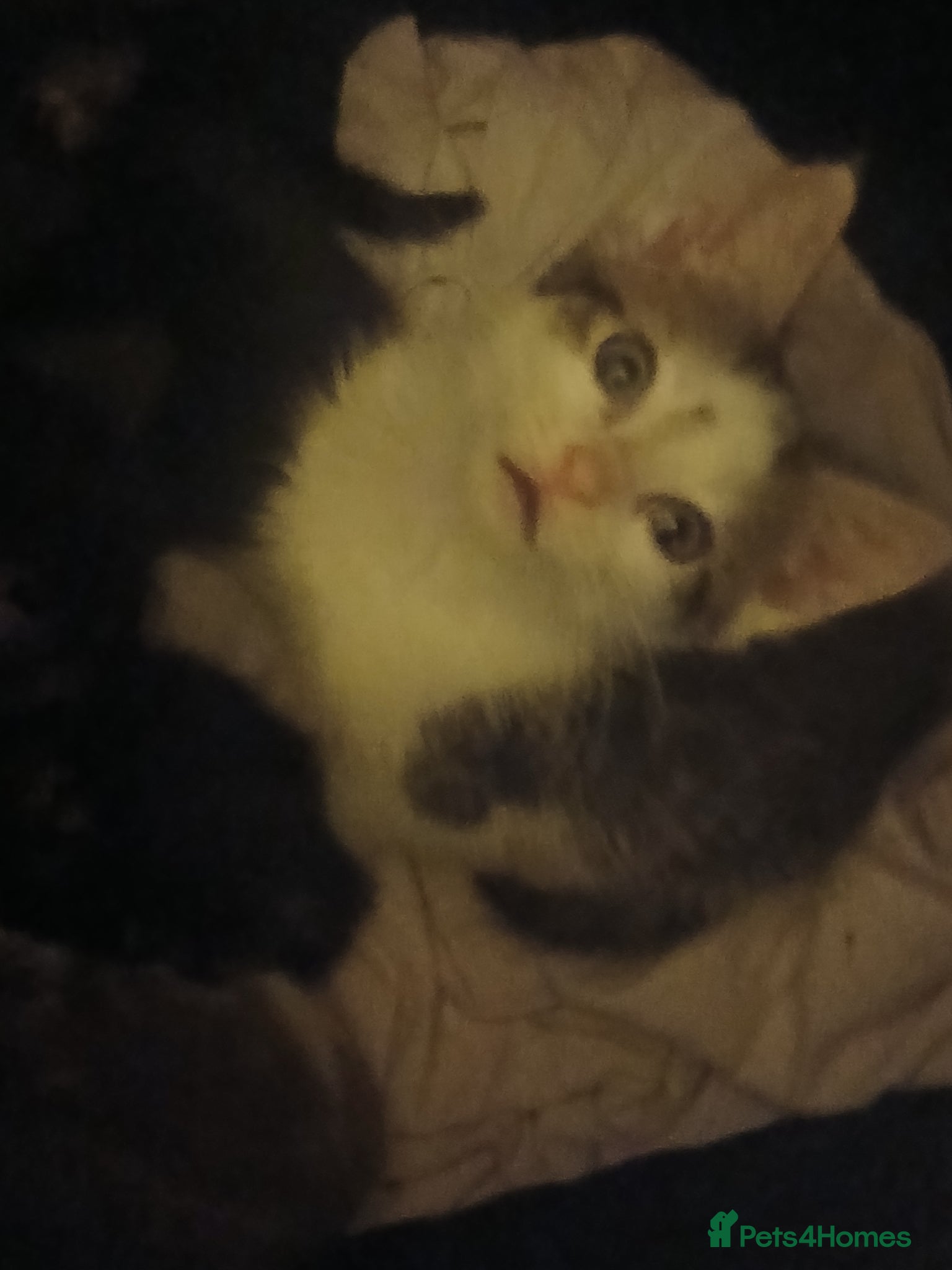 Mixed Breed cats for sale: Kittens tabby, black & white patches £100 in Stevenage - Advert 3