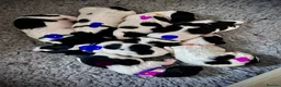 English Springer Spaniel dogs for sale: KC registered English Springer Spaniels - Advert 2