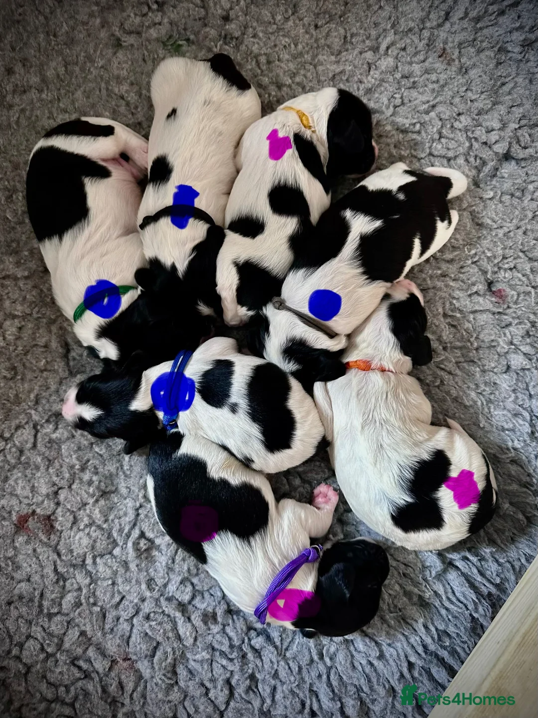 English Springer Spaniel dogs for sale: KC registered English Springer Spaniels - Advert 2