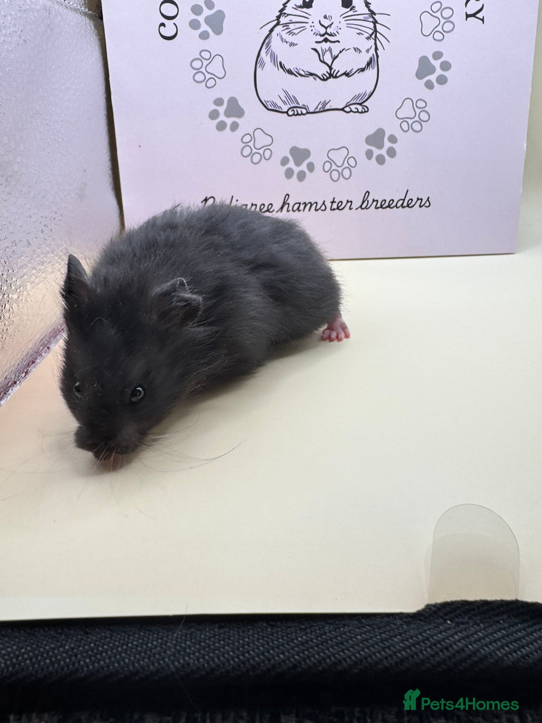 Hamster rodents for sale: Pedigree Syrian hamsters - Image 6