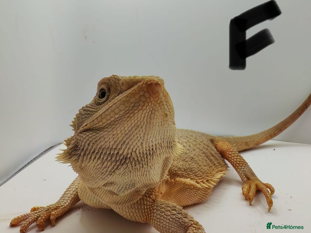 Bearded Dragon reptiles for sale: Hypo Het Zero Het Trans Bearded Dragons  - Image 2