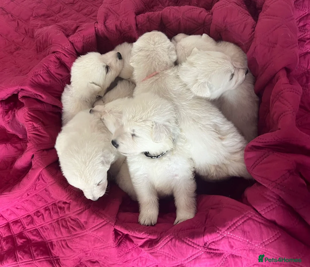 White Swiss Shepherd dogs for sale: White Swiss Shepherd Pups in London - Advert 1