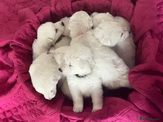White Swiss Shepherd dogs White Swiss Shepherd Puppies in London - Advert 1