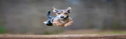 Jackshund dogs for sale: Jack Russell X dachshund for sale - Advert 11
