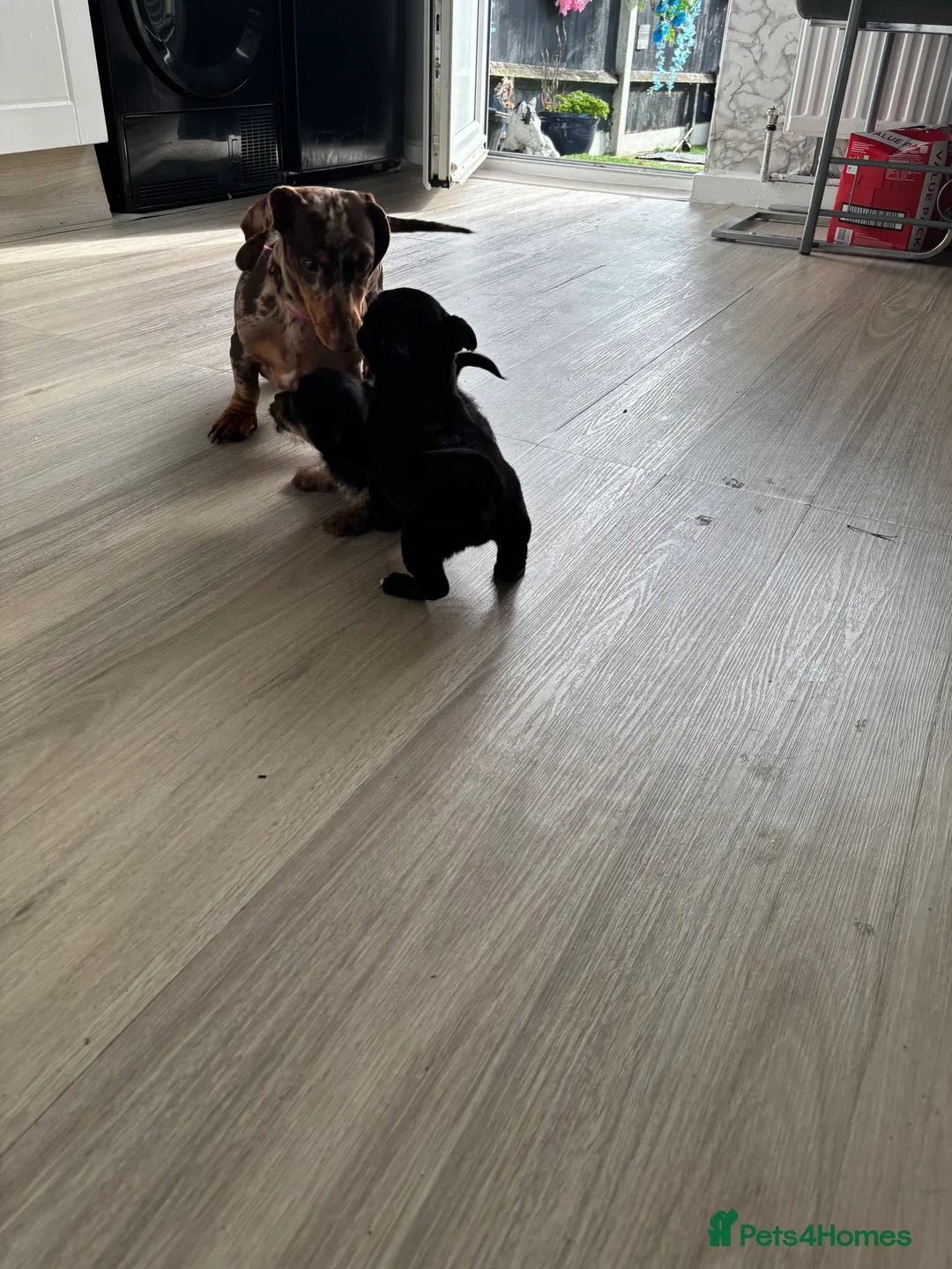 Mixed Breed dogs for sale: 3 beautiful dachshund cross Yorkshire terrier  - Advert 12