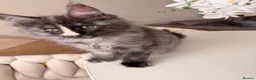 Maine Coon cats for sale: GCCF REGISTERED MAINE COONS  - Advert 5