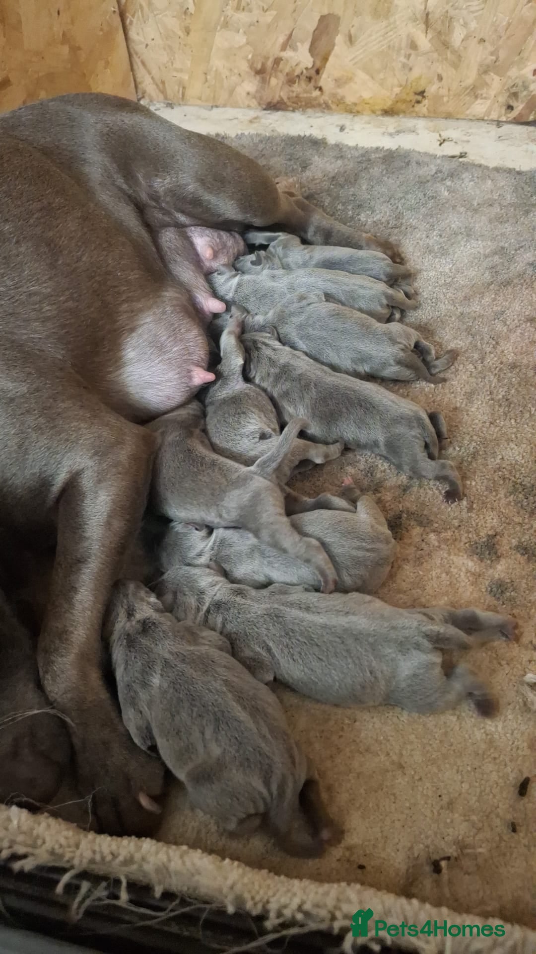 Staffordshire Bull Terrier dogs Top Quality Champion Blue Staffys - Advert 4