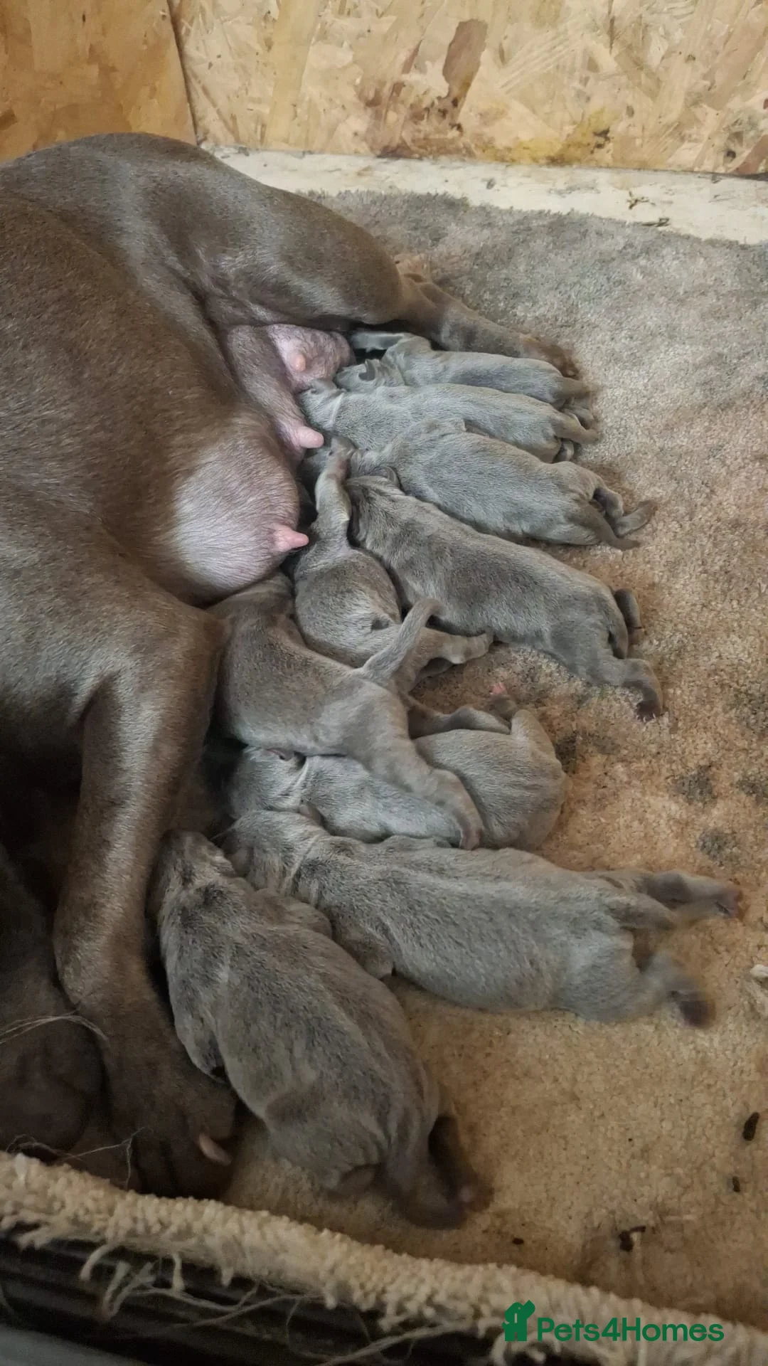 Staffordshire Bull Terrier dogs for sale: Top Quality Champion Blue Staffys - Advert 1