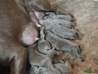 Staffordshire Bull Terrier dogs Top Quality Champion Blue Staffys - Advert 4