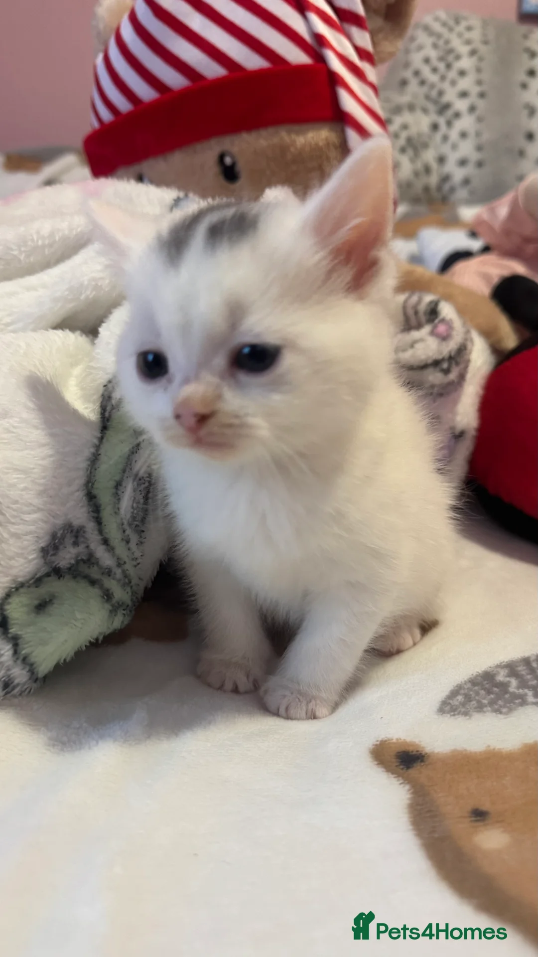 Mixed Breed cats for sale: 1 beautiful female kitten ready to leave!! - Advert 2