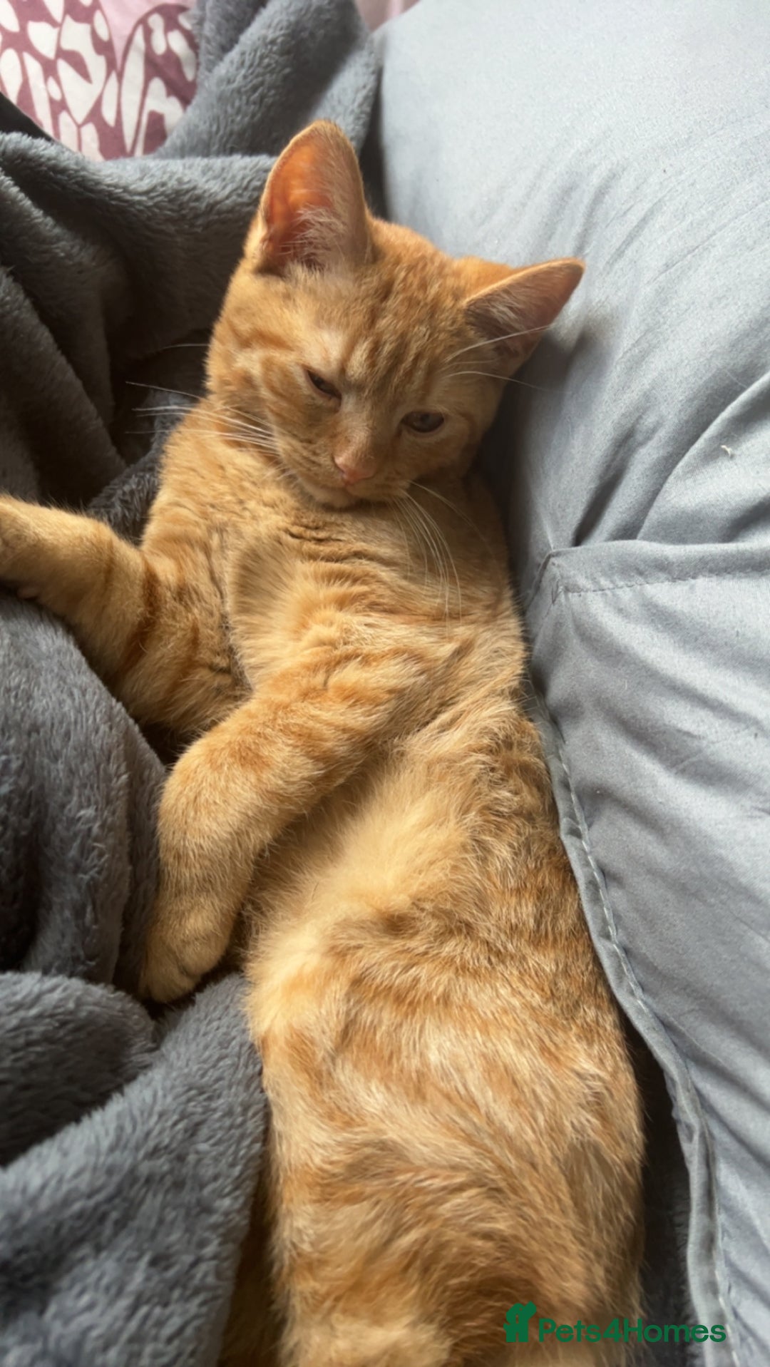 Domestic Shorthair cats for sale: Simba 2 years old - Advert 1