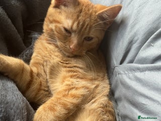 Domestic Shorthair cats Simba 2 years old - Advert 1