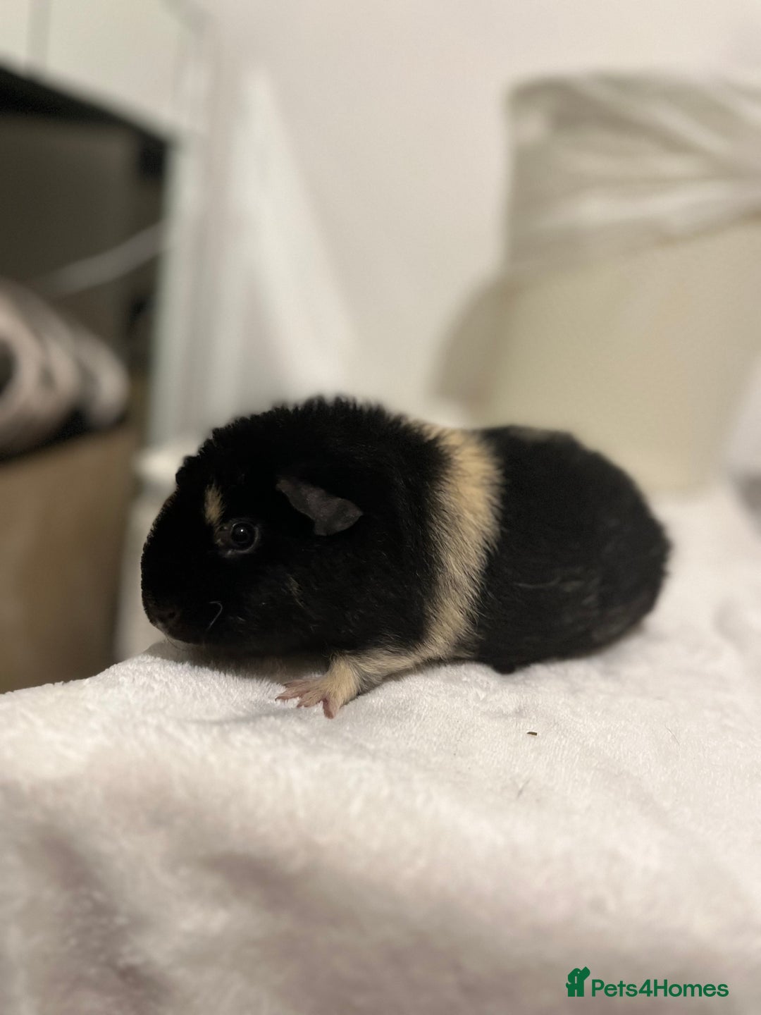 Guinea Pig rodents for sale: 2 teddy guinea pigs for Rehoming  - Image 2