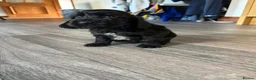 Cocker Spaniel dogs for sale: Show/working cocker spaniels🐶 - Advert 9