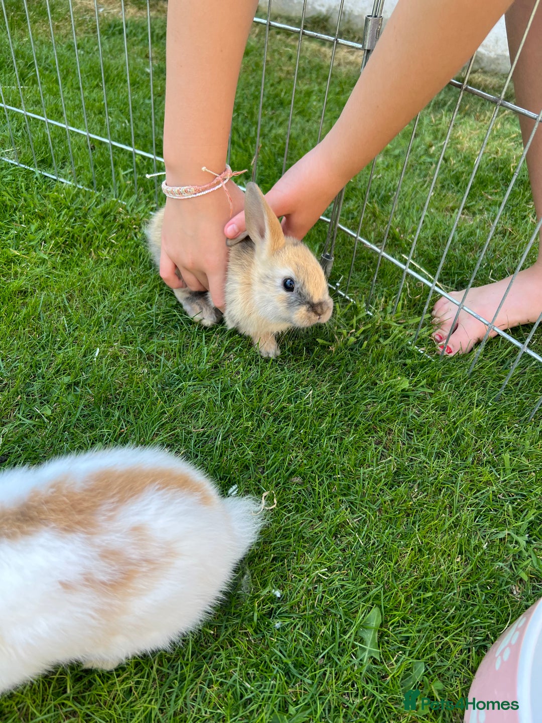 Mixed Breed rabbits for sale: Ready 3 beautiful lion head/English spot bunny’s  - Image 5