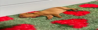 Trex Stomp