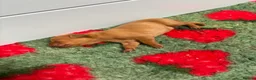 Hungarian Vizsla dogs for sale: 🥰 NEW KC REG Hungarian Vizsla Beautifully Bred,  - Advert 11