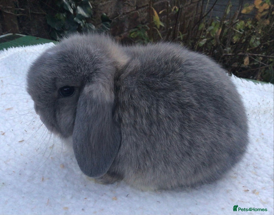 Mini Lop rabbits for sale: Mini lop buck - Advert 5