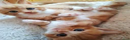 Mixed Breed cats for sale: Maine Coon X Ginger Kittens – 4 Stunning Boys  - Advert 9