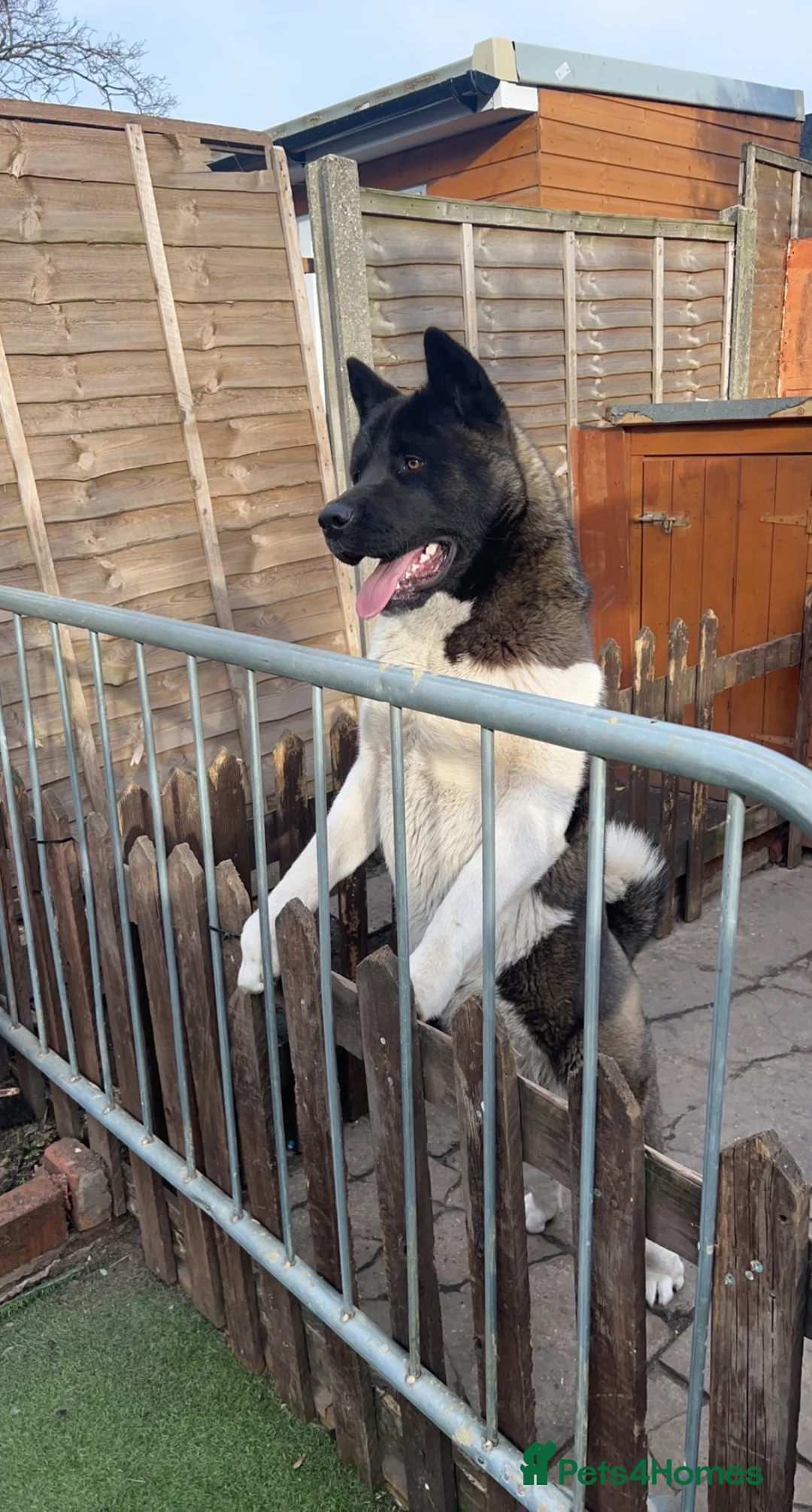 Akita dogs for sale: American akita for sale  in London - Advert 1