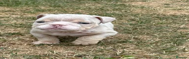 Light Brindle