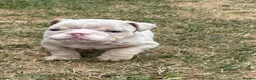 English Bulldog dogs for sale: Beautiful English Bulldog Bitch Puppy  - Advert 14