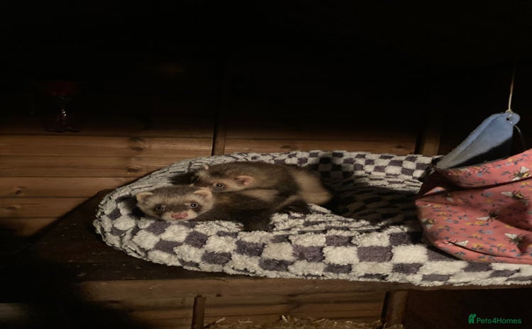 Ferret rodents - Advert 1